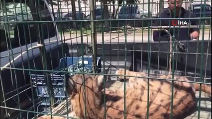 Köye inen vaşak yakalandı