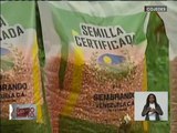 Más de 1200 hectáreas activas para la producción agrícola en el sector La Morita en Cojedes