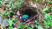03.Blue-winged Pitta Feeding Chicks (3) – Ground-nesting Birds in the Forest (Bird Watching Ep42)