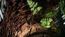 National Geographic Explorer Climbing Redwood Giants