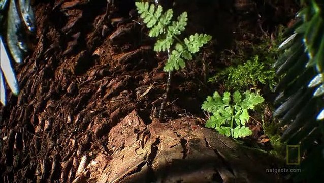 National Geographic Explorer Climbing Redwood Giants