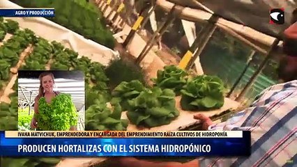 Producen hortalizas con el sistema hidropónico