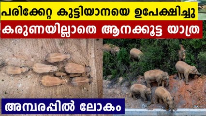 Injured baby elephant rescued in southwest China | Oneindia Malayalam