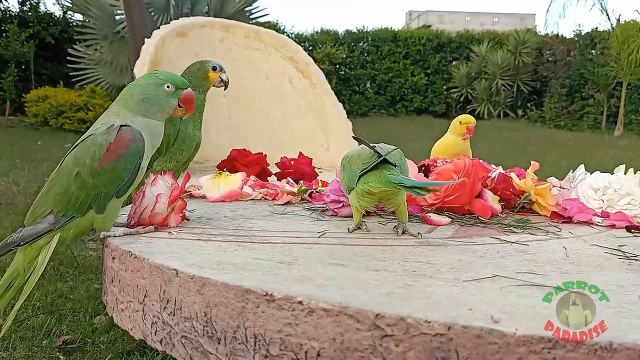15.Talking Indian Ringneck Parrot Making Clicking Sounds