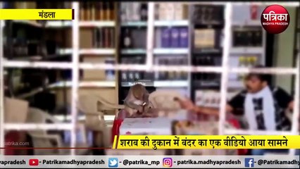 MANDLA: शराब का शौकीन है यह बंदर