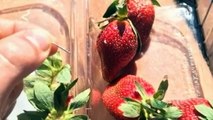 Queensland's strawberry industry 'disappointed' over needle contamination charges being dropped