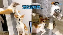누나 댕댕이 약올리는 동생 애옹이 '캣폴 위 깐죽 만렙'
