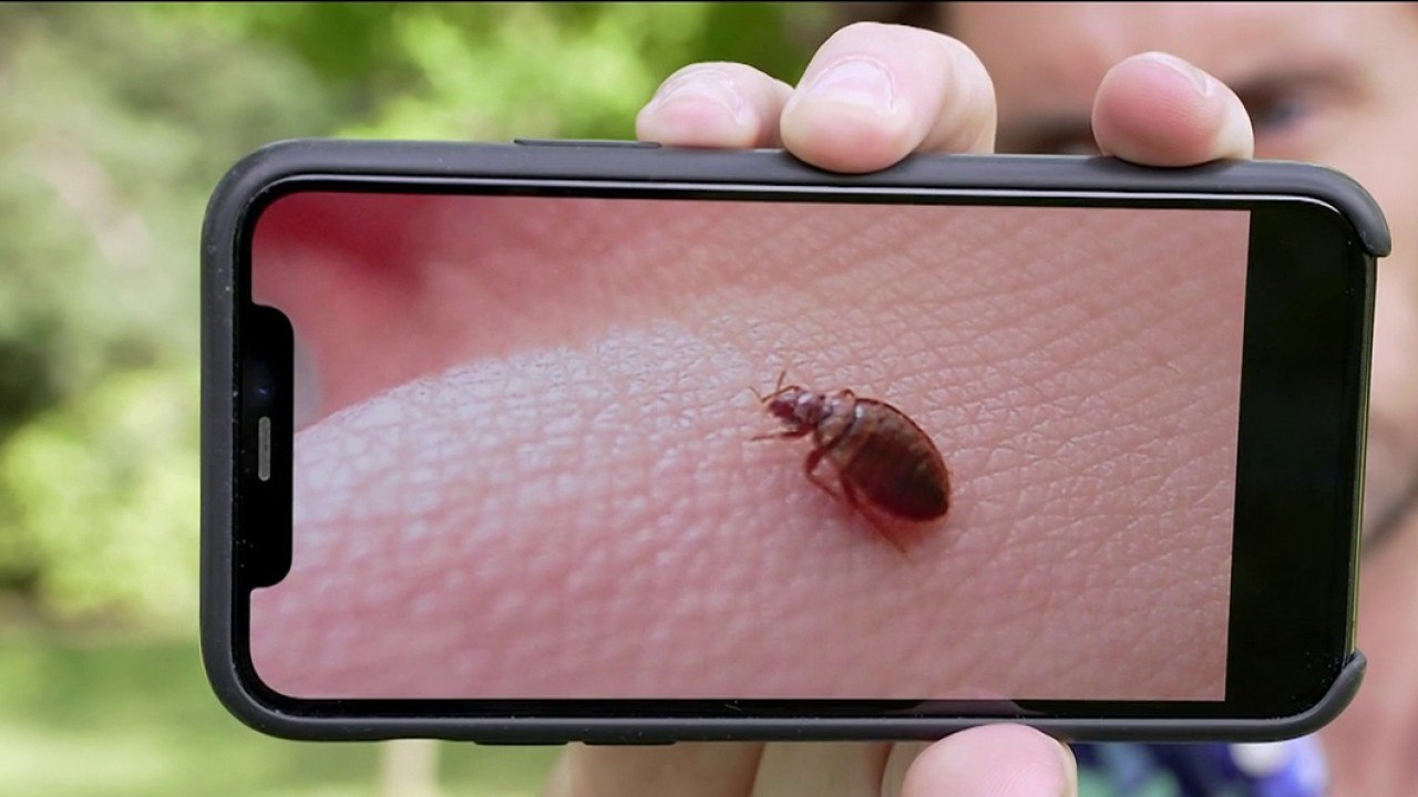 Santé - Tout sur les punaises de lit