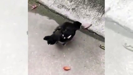 Annesi bu şekilde alıştırmış... Bu kuşu görünce şaşıracaksınız