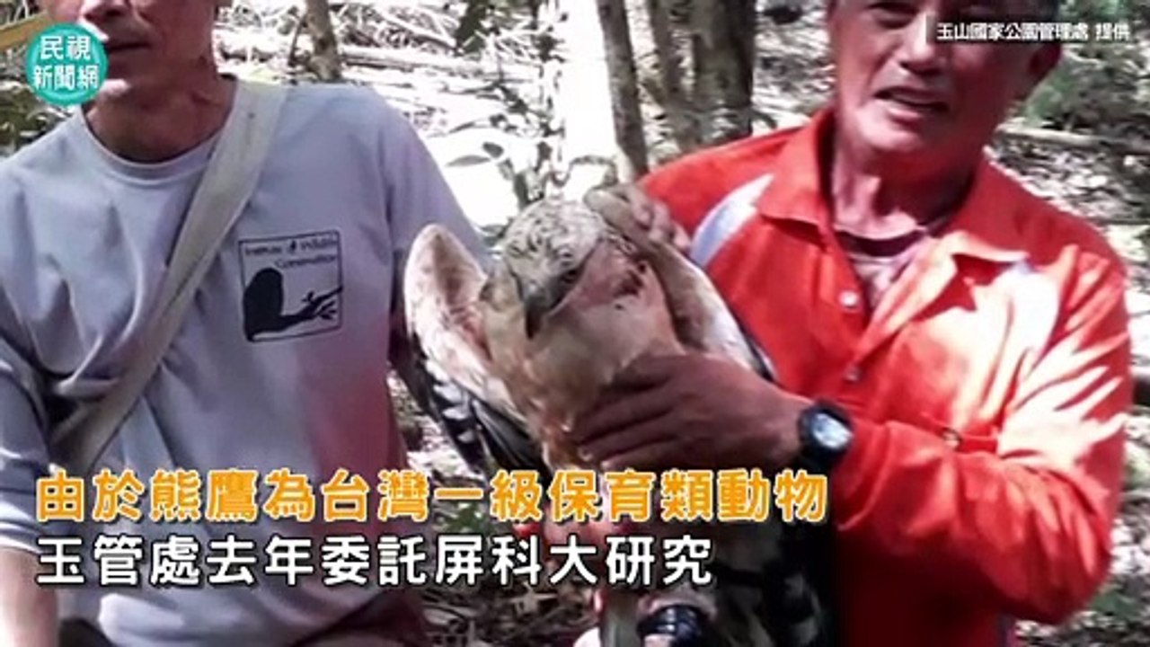 影／瀕危母熊鷹升格當媽　追蹤1年喜見超萌畫面