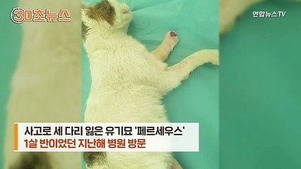 [30초뉴스] 사고로 세 다리 잃었던 유기묘…의족으로 '아장아장'