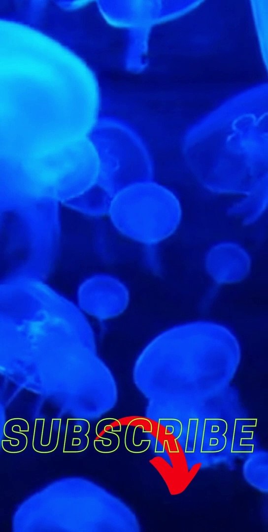 Jellyfish Video Dailymotion