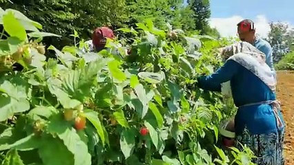 Ahududu yüzleri güldürdü
