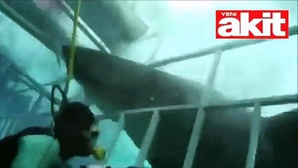 Köpekbalığı dalgıca saldırdı ve...