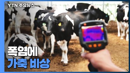 폭염에 가축 비상...기상정보시스템이 도움 / YTN