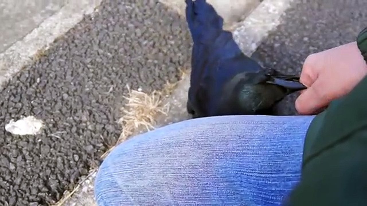 人懐っこいカラス