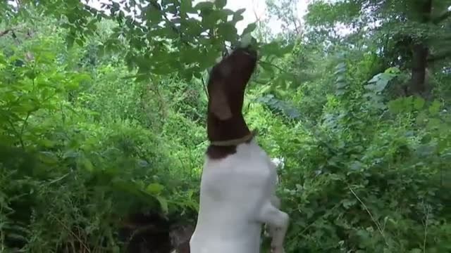 Hacen uso de 24 cabras hambrientas para acabar con las plantas invasoras de 'Riverside Park', en Nueva York