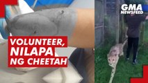 Volunteer sa South Africa, nilapa ng cheetah | GMA News Feed