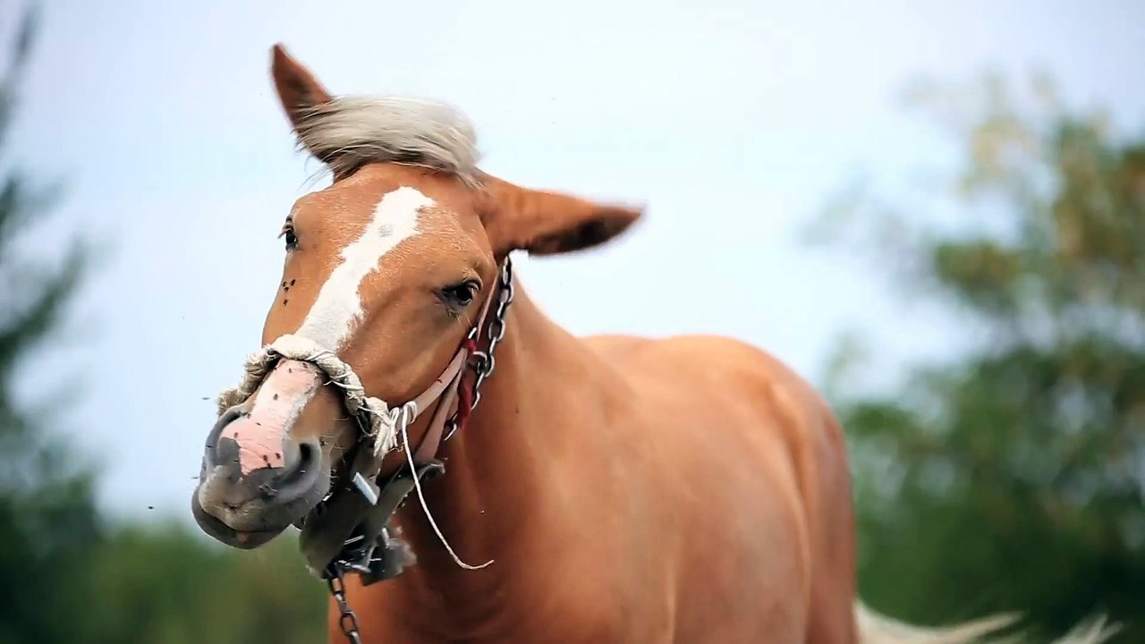 Heute ist 'Ich mag Pferde-Tag'