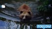 Brown Bear swimming in the river