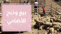 مع اقتراب العيد.. الأمانة تعلن عن  أماكن بيع وذبح الأضاحي في عمان