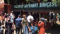 Gaziantep'te panik! Kafesini parçalayarak kaçan aslan önüne gelene saldırdı: 3 yaralı