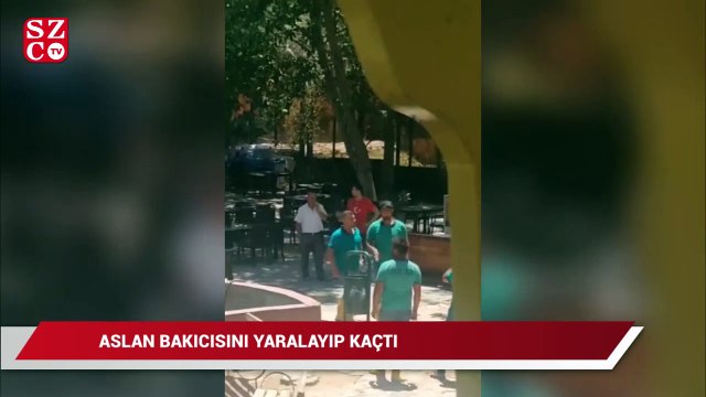 Gaziantep’te kafesinden kaçan aslan 3 kişiyi yaraladı