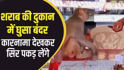 शराब की दुकान में घुसा बंदर, गटक गया 1 बोतल शराब | Monkey In Liquor Shop Viral Video