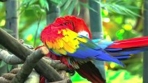 Wild Animals in 8K ULTRA HD HDR - Collection of Colorful Wild Animals II (60 FPS)