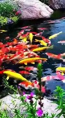 Wao... What a Beautiful Flower Fields!!!