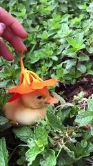 The many hats of Nasturtium the duckling.