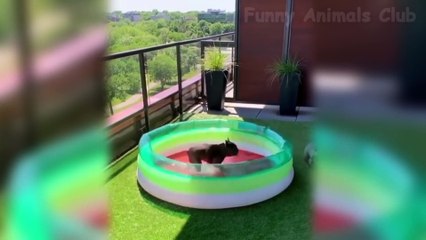 Cats  And  Funny Dogs Doing Funny Things - Try Not To Laugh