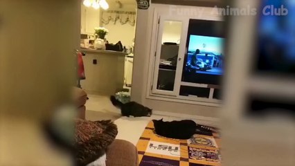 Cute And Funny Pets Doing Things - Funny Dogs  And Cats   Reactions