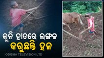 Watch - Minor Boy Ploughs Farm Land In Malkangiri