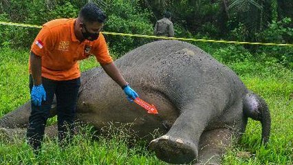 Mutilasi Gajah, Gadingnya Diincar Pemburu
