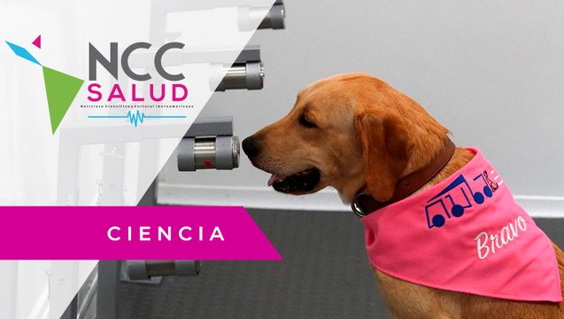 Seis perros labradores ayudan a detectar la COVID-19 en Tailandia