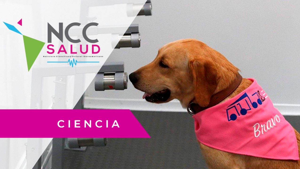 Seis perros labradores ayudan a detectar la COVID-19 en Tailandia