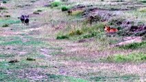 PREDATOR BECOMES THE PREY Buffalo Herd Flick Lion Into Air To Rescue Warthog