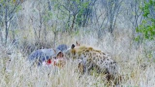 Newborn Buffalo Was Stolen By Hyena Hyena Could Not Win Against Strength Of Buffalo Herd