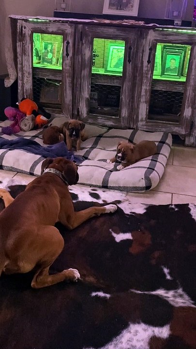 Boxer Babies Play with Their Aunt