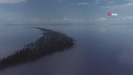 Son dakika gündem: Pandemi flamingo nüfusunu artırdı, Tuz Gölü beslemek için yetmedi