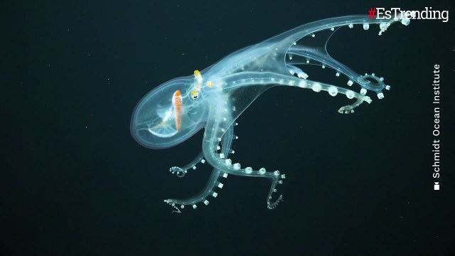 Científicos graban a un increíble pulpo de cristal en las profundidades del océano Pacífico