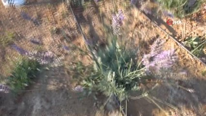 Balıkesir'de üniversiteli gençler okullarında lavanta hasadı yaptı