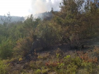 Son dakika haberi! Bafra'da çıkan orman yangına müdahale ediliyor