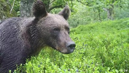 España: el retorno del oso pardo