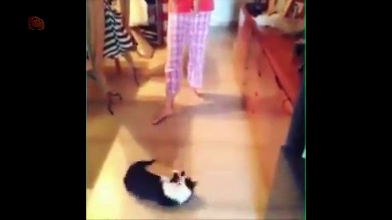 Animal Jokes and Curiosities - Funny Moments