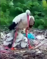 Cette maman cigogne protège ses petits avec son corps alors qu'il grêle !