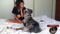 Dog Mauls Girl Videos De Mujeres Y Perros 8 Mujeres Que Juegan Con Los Perros By Melodicspiritz07