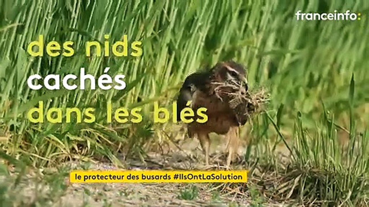 En Champagne, un passionné sensibilise les agriculteurs à la protection des busards cendrés