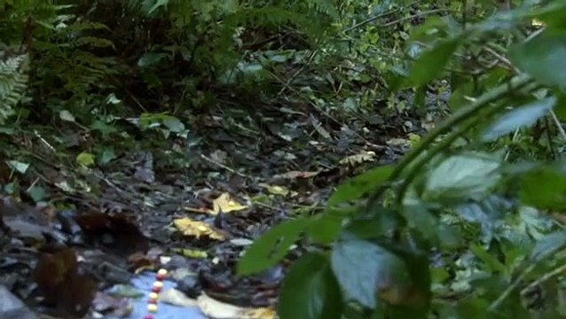 Skins S04 Shorts Effy